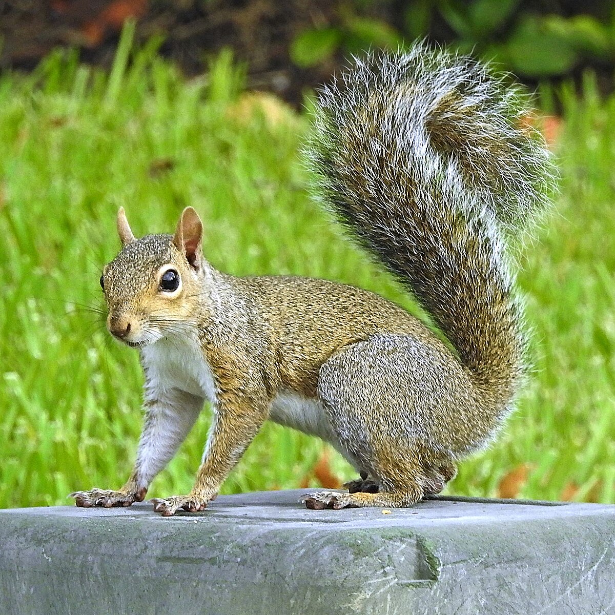 An Eastern Gray Squirrel in Orlando, FL.