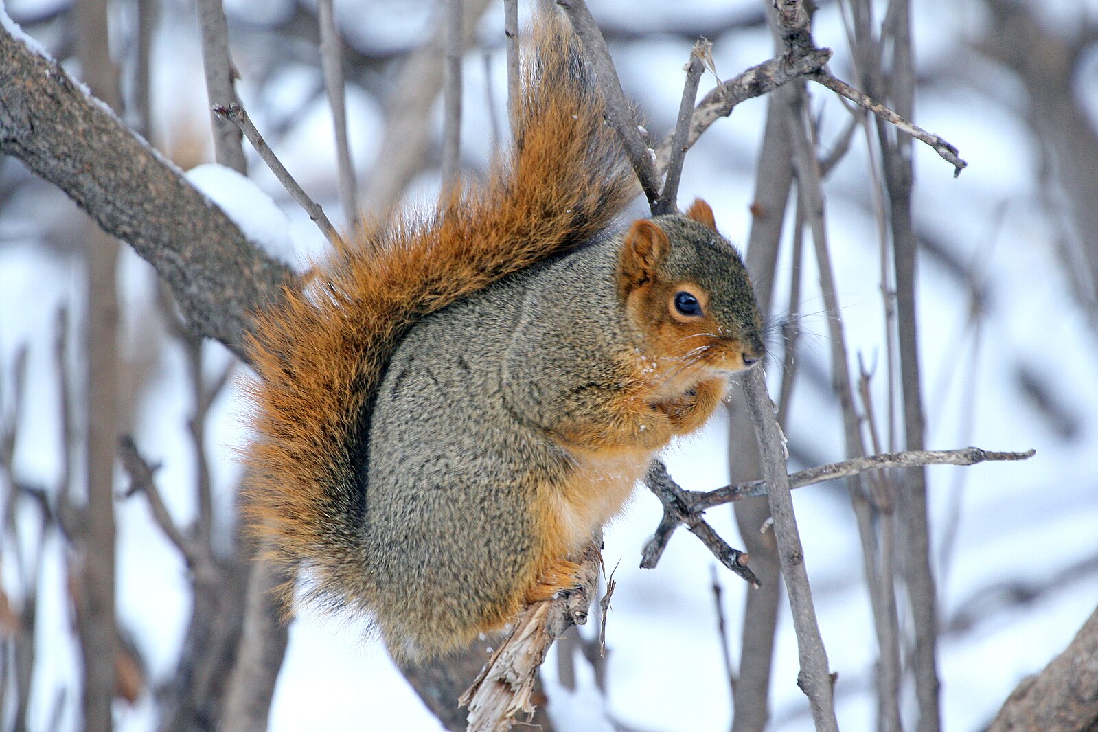 A fox squirrel balancing on a small tree branch.