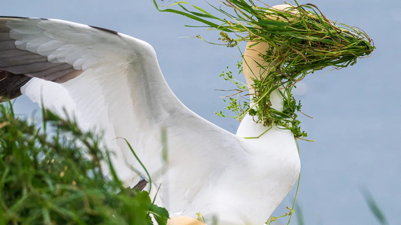 Gannet with wind blowing in its face