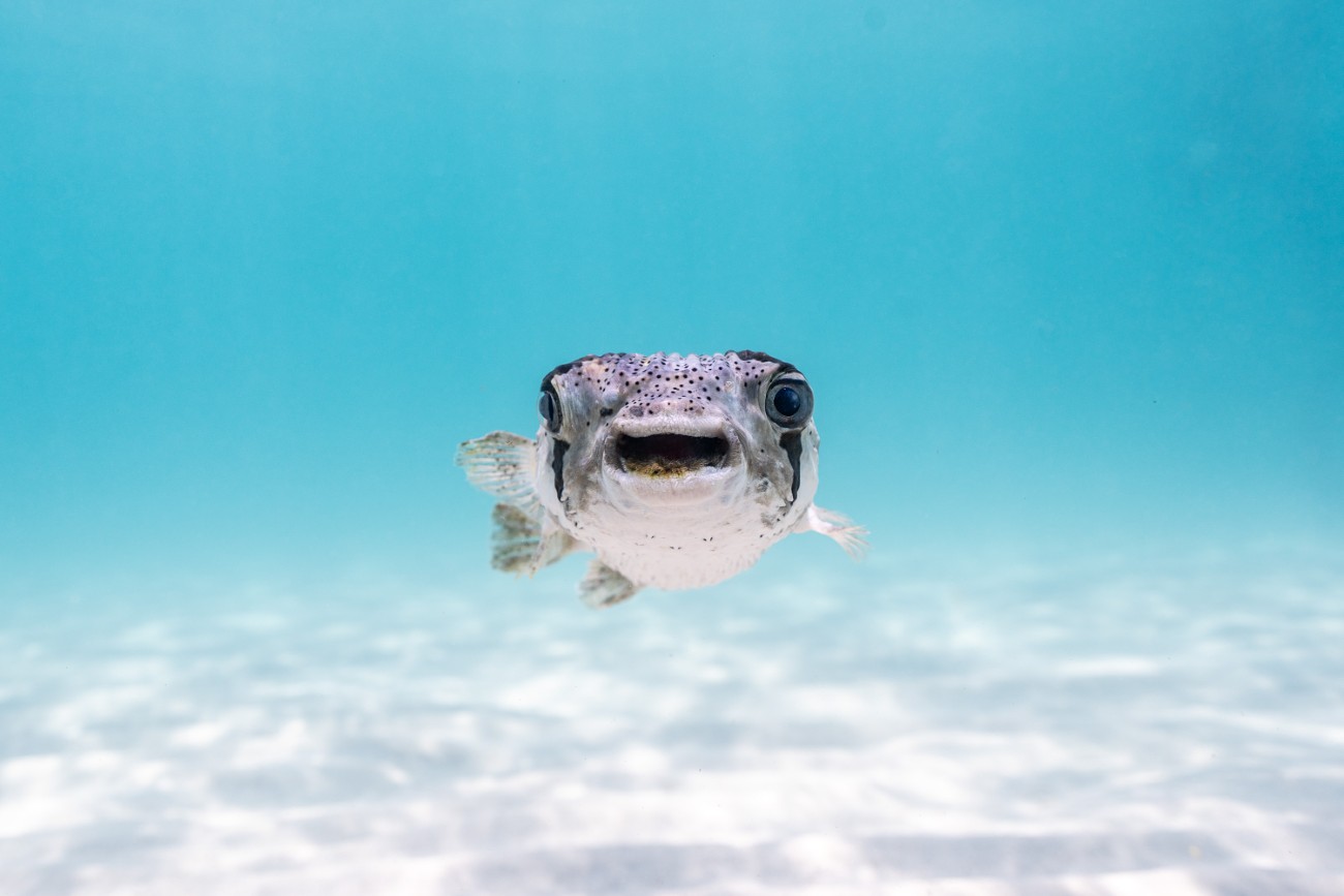 Porcupine fish with mouth full of algae