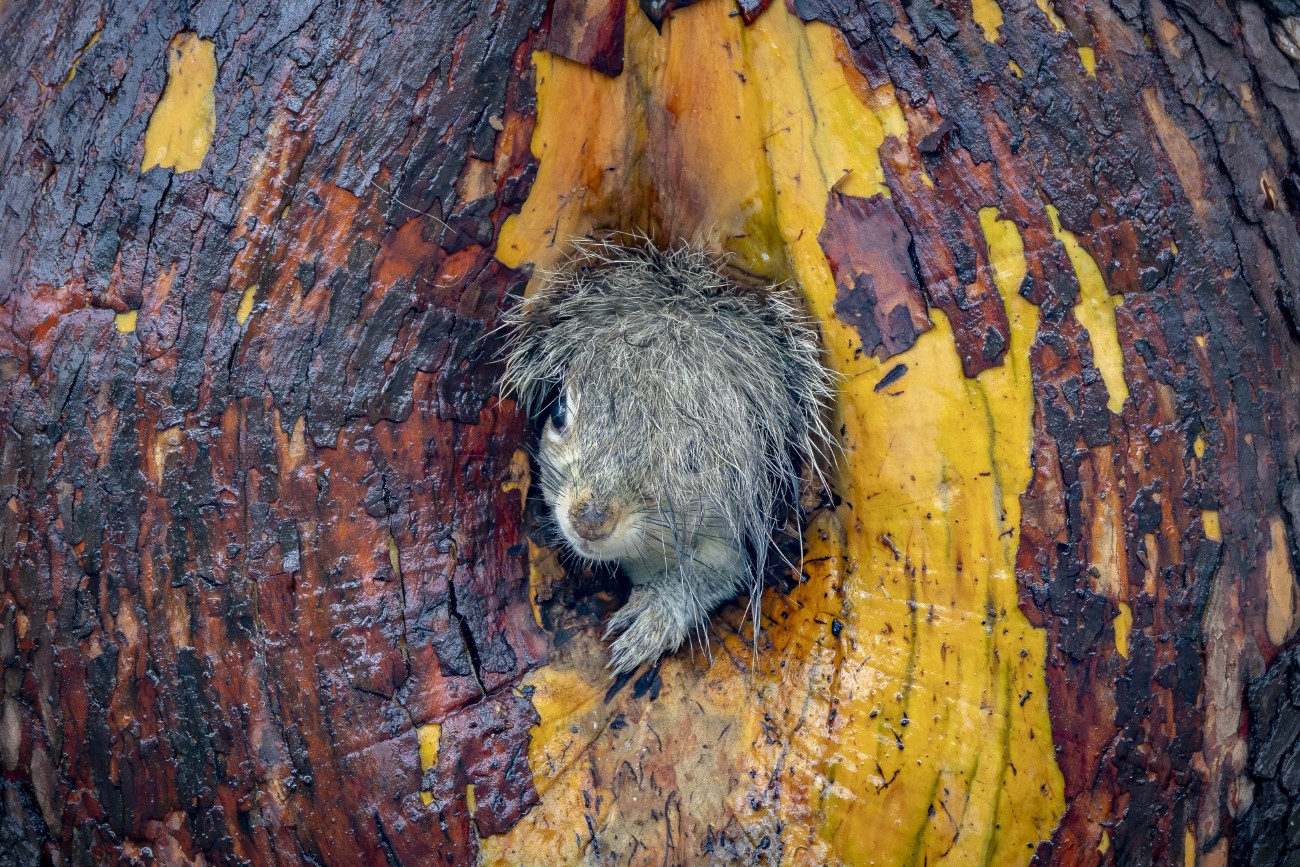 Grey squirrel popping its head out of the nest