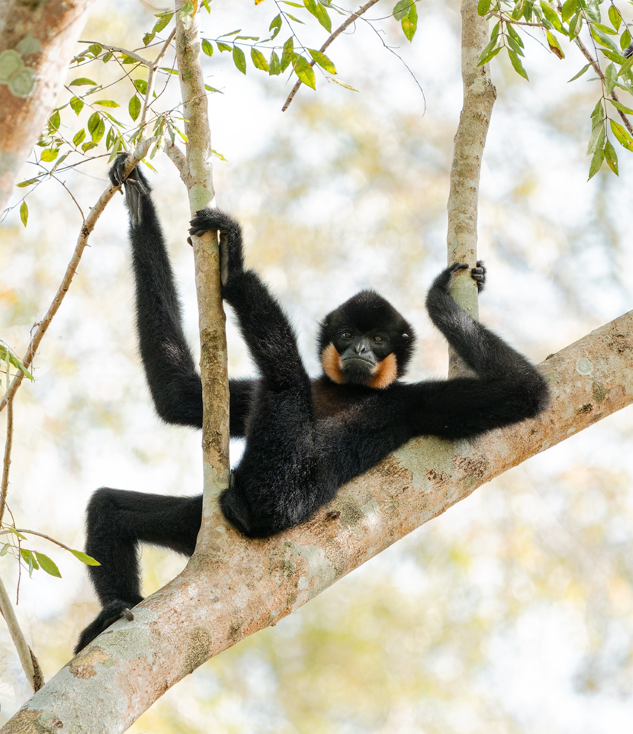 Yellow-cheeked gibbon in a tree