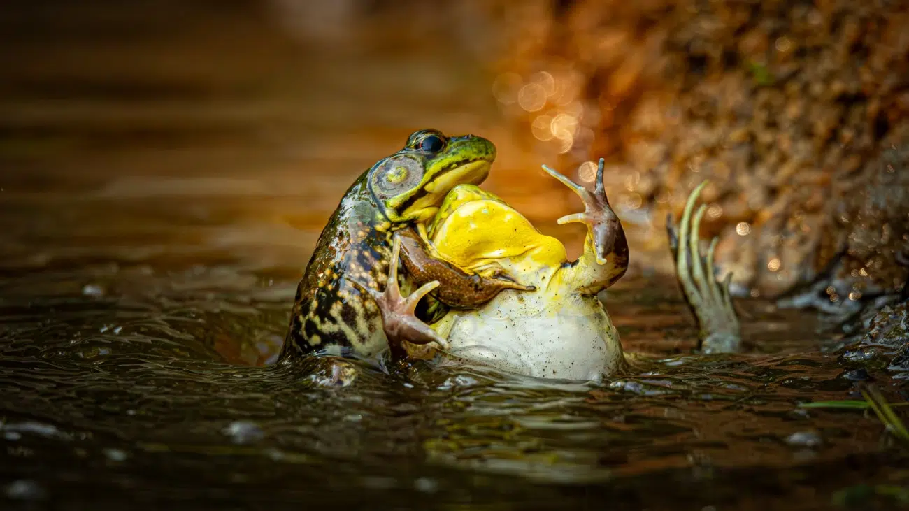 Green frogs fighting in the water