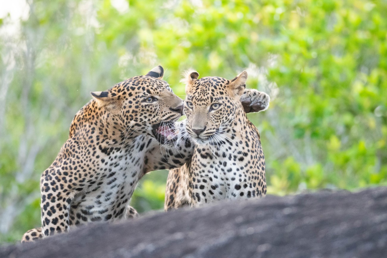 Sri Lankan leopards