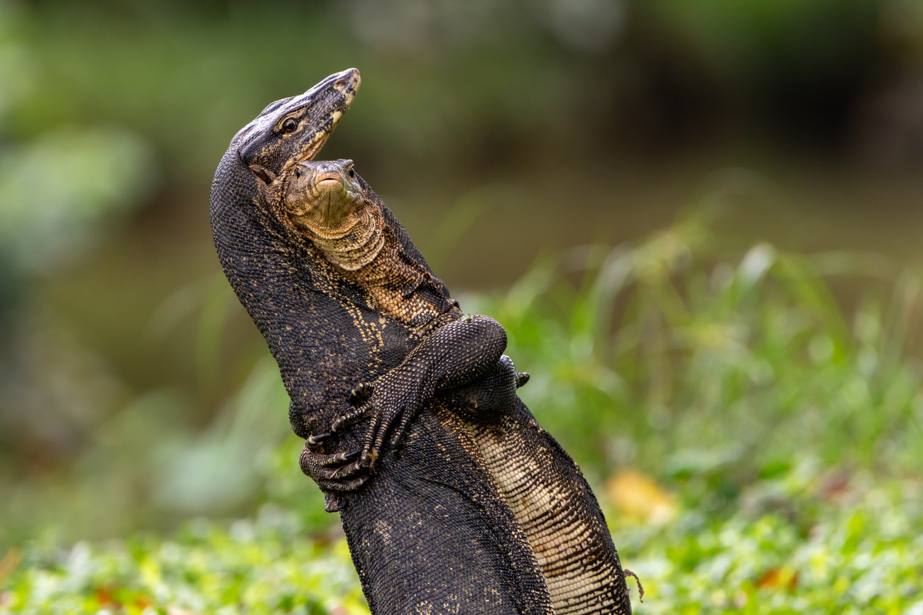 Two Asian water monitors hugging