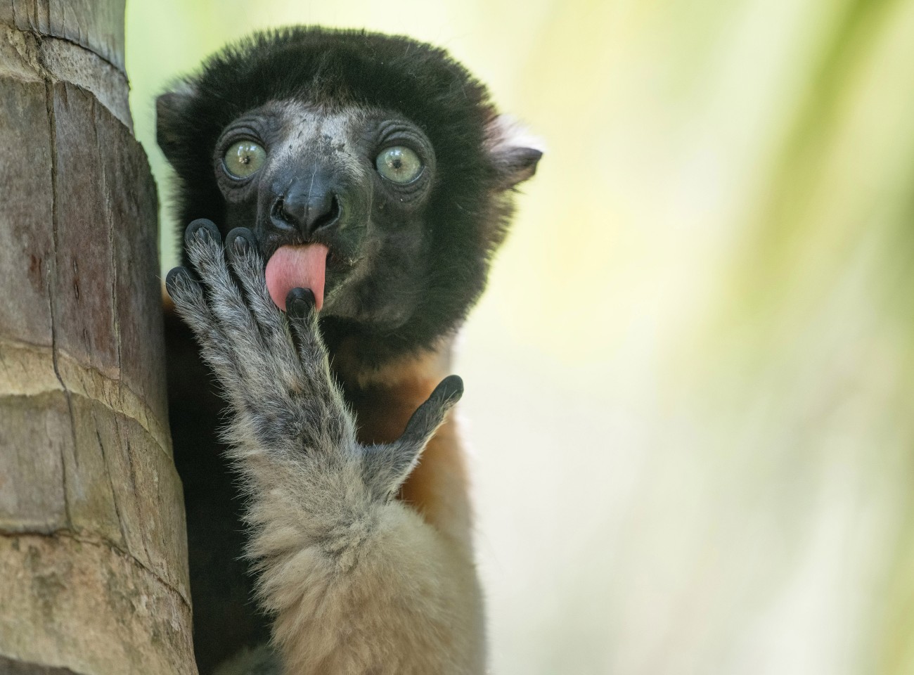 Lemur licking its fingers