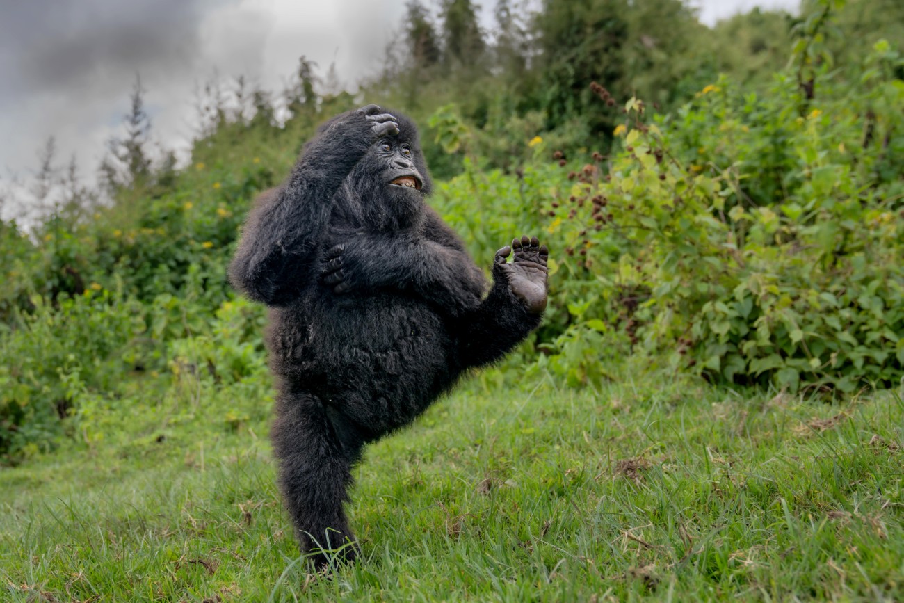 Gorilla in Rwanda marching