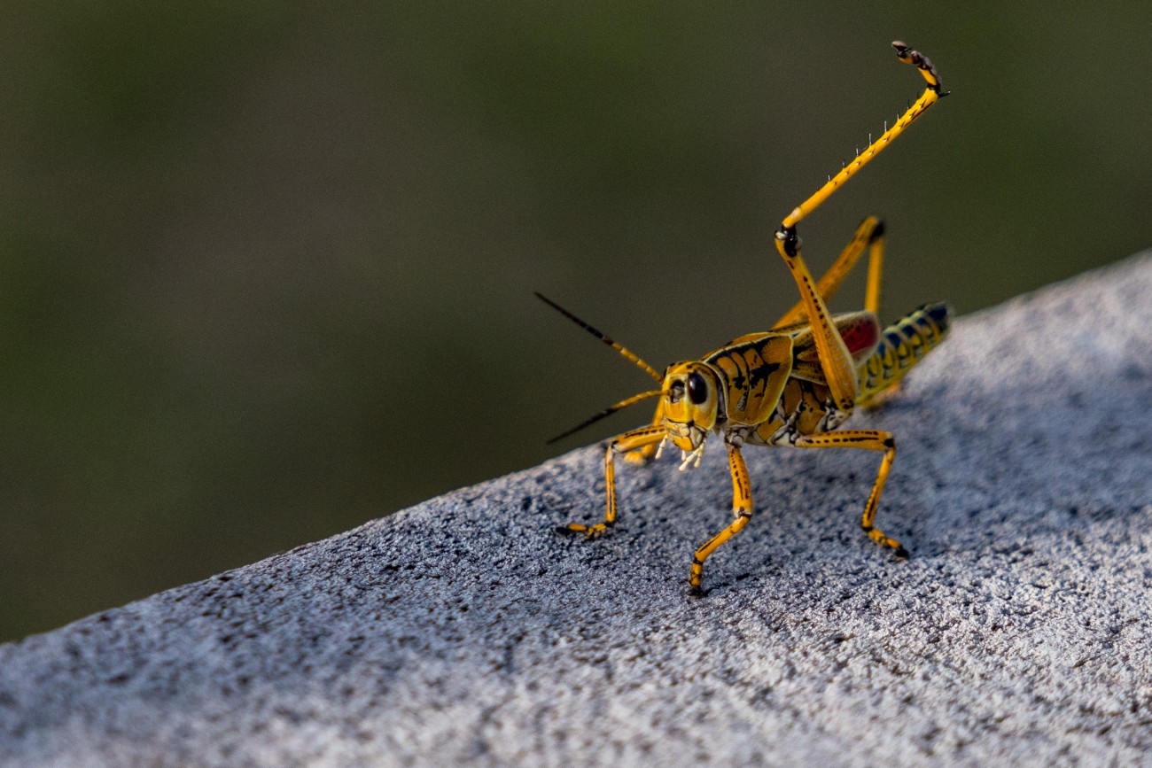Eastern Lubber Grasshopper raising its leg