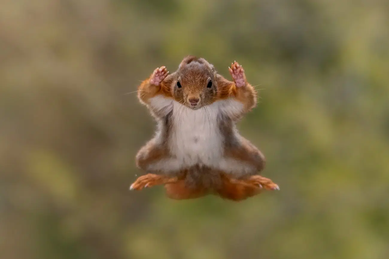 Flying squirrel jumping in the sky