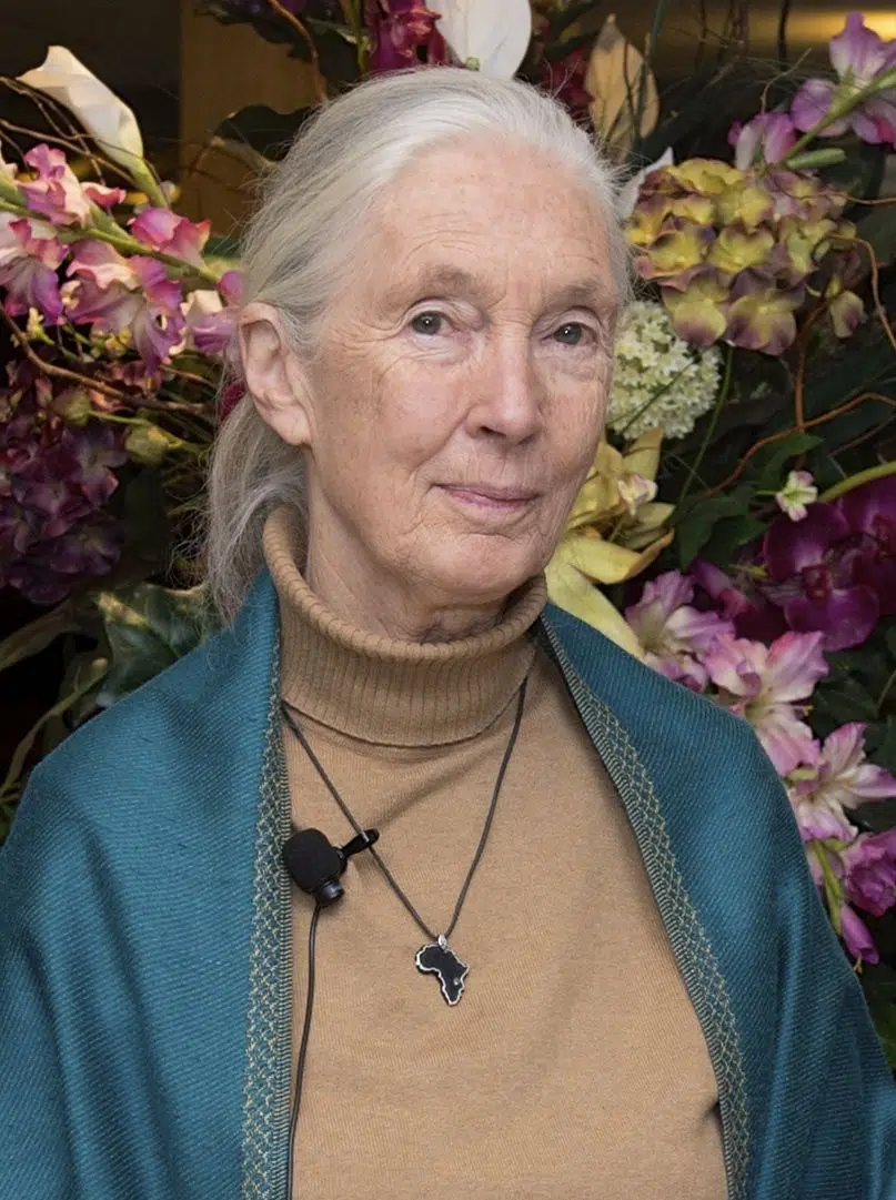 Jane Goodall in 2015