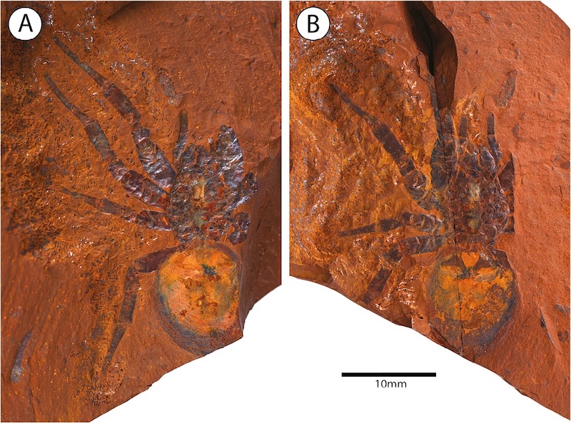 red rock fossils in Australia are exceptionally detailed