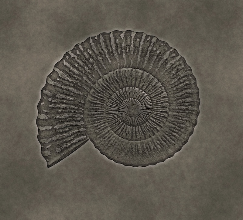 red rock fossils in Australia are exceptionally detailed