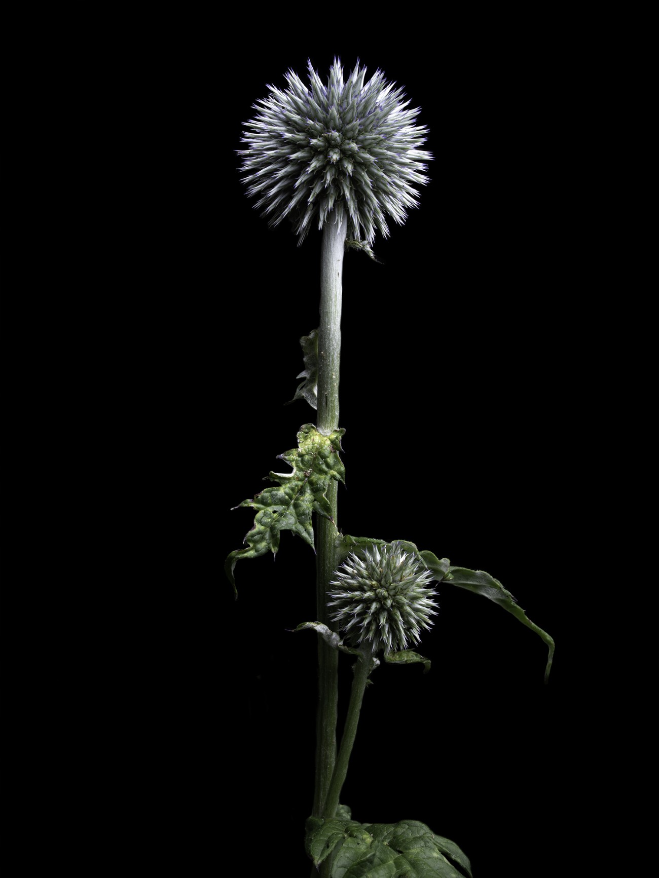 Flower portrait on black background