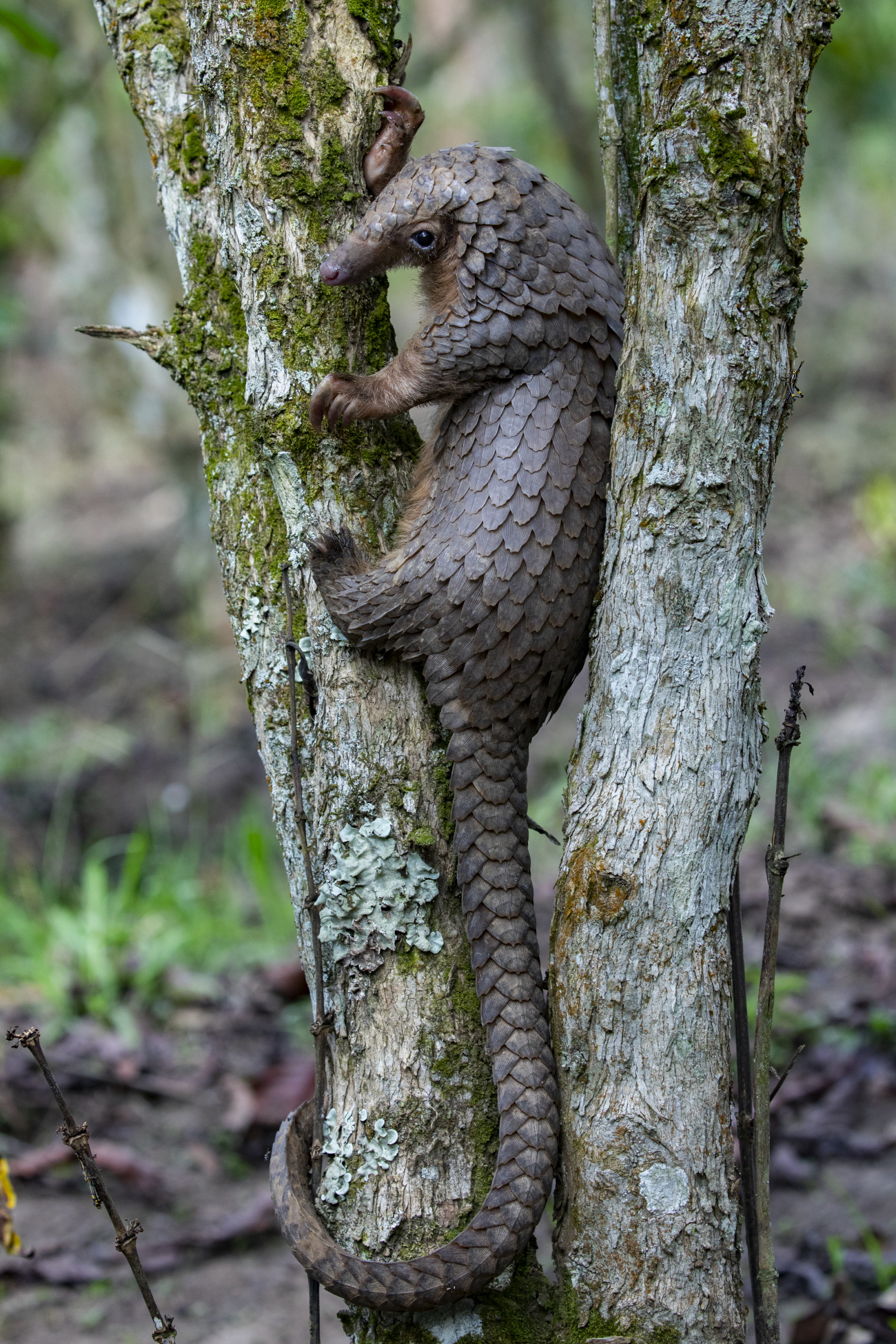 Pangolin in a tree