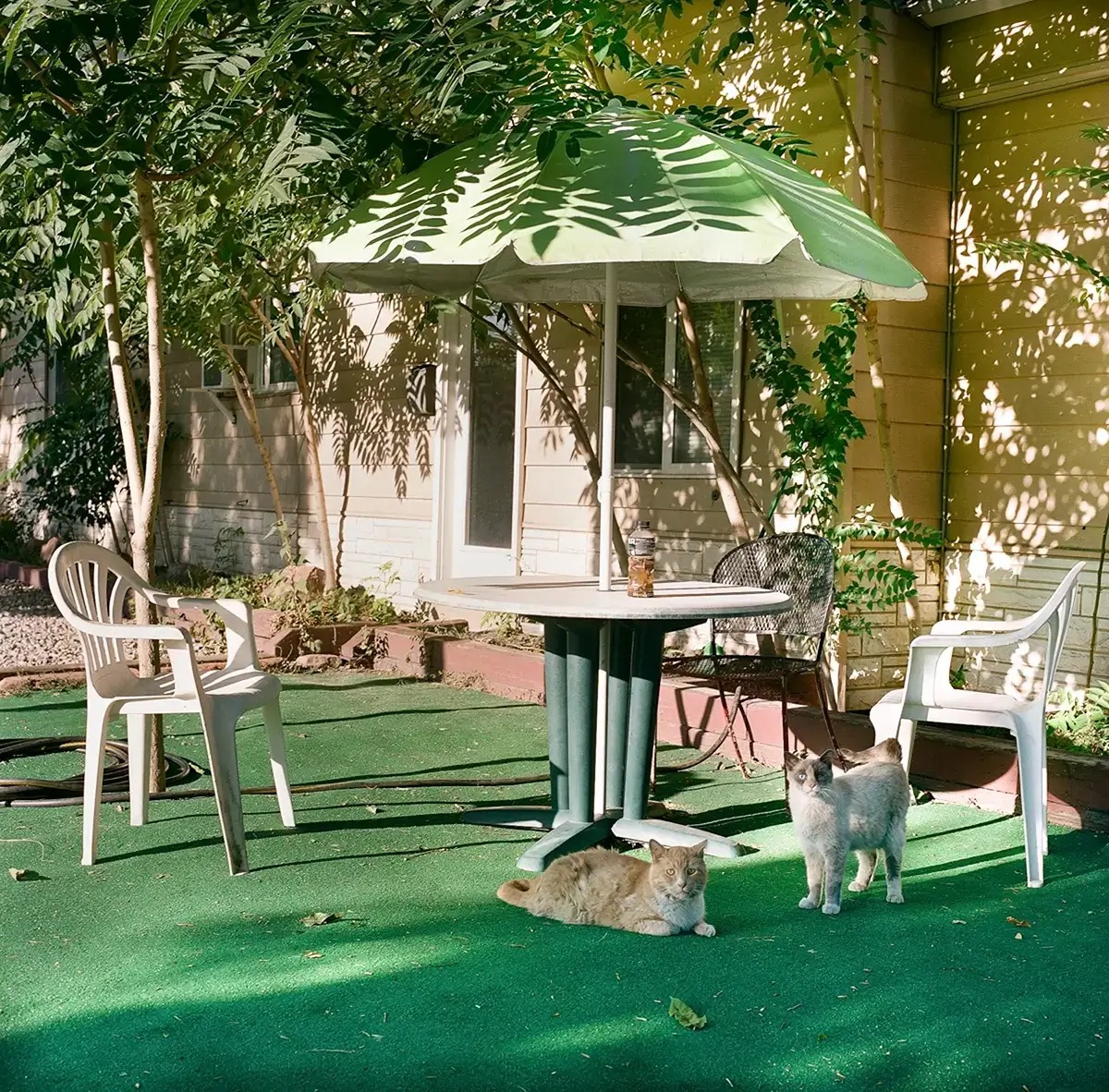 Two cats by lawn furniture