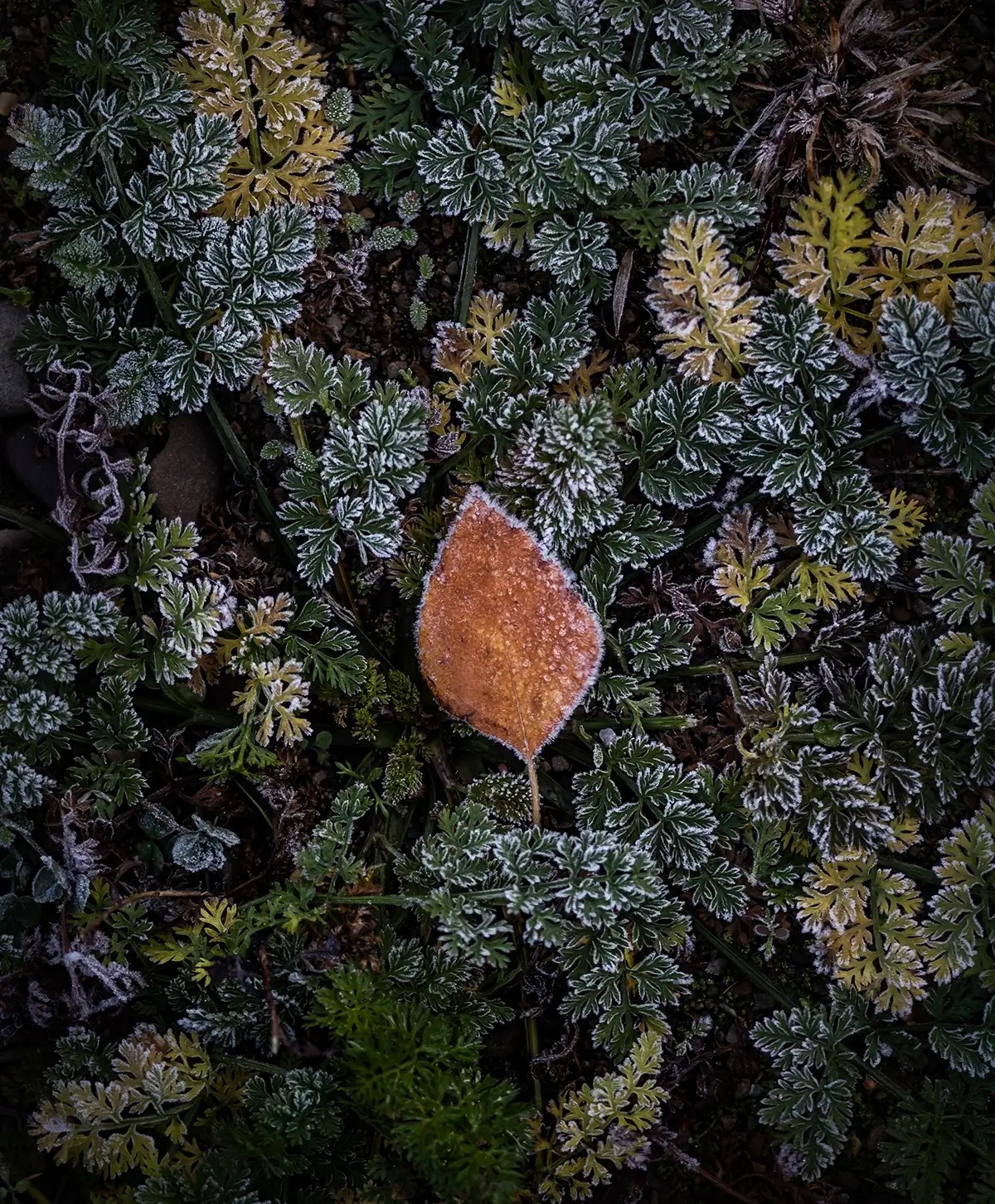 Frost on autumn leaves