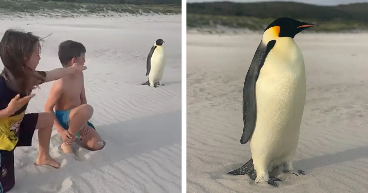 Emperor Penguin Is Spotted in Australia, 2,000 Miles Away From Its Antarctic Home