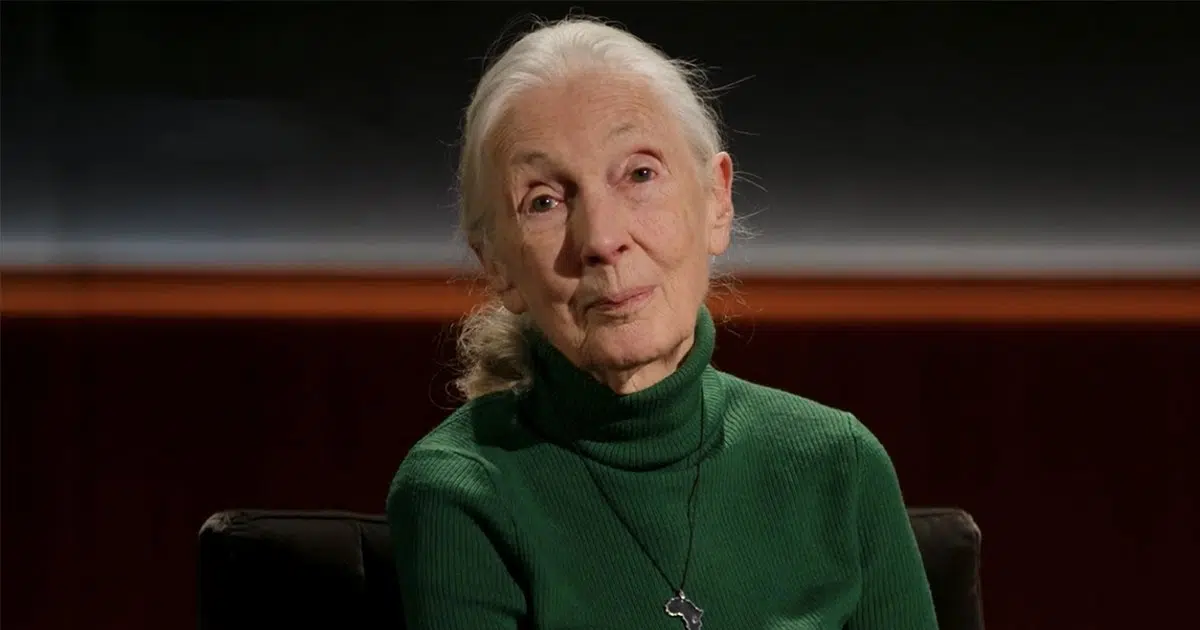 Netflix Celebrates Jane Goodall’s Legacy With Posthumous Docuseries