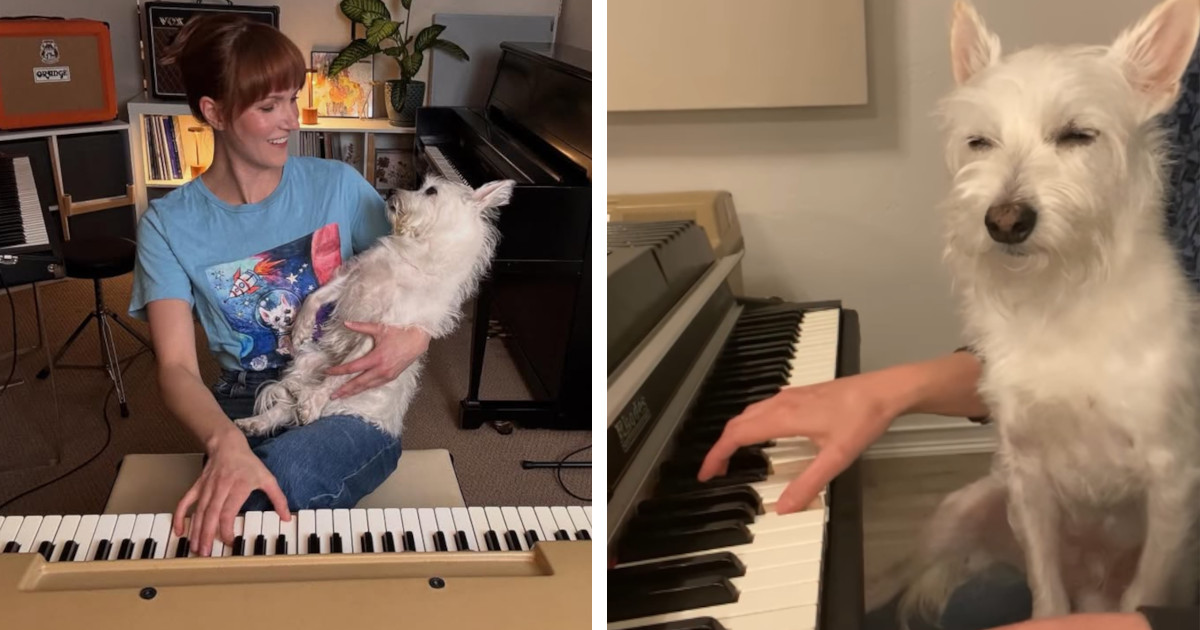Adorable Dog Warms Hearts by Listening Attentively as His Human Plays the Piano