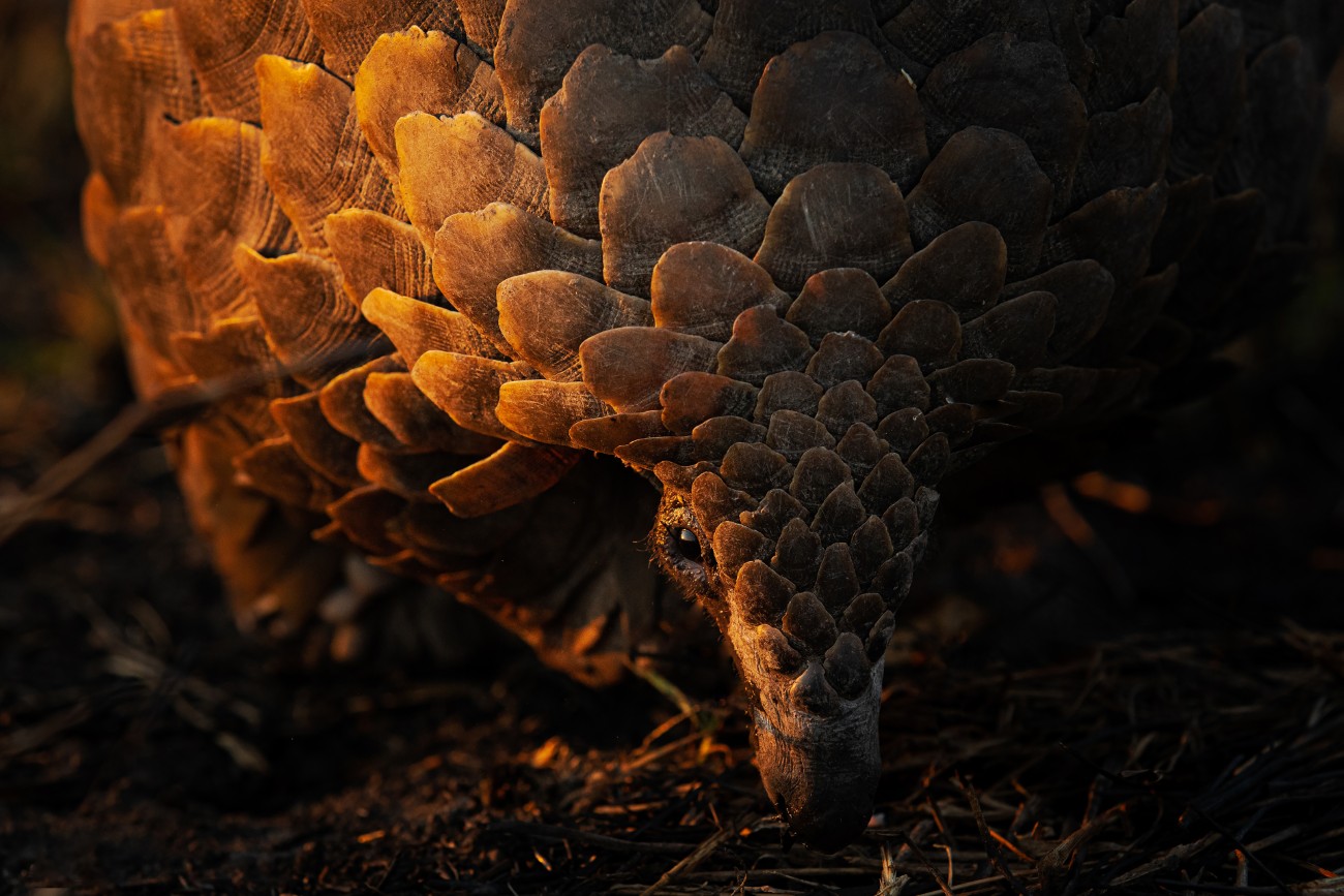 Portrait of a pangolin