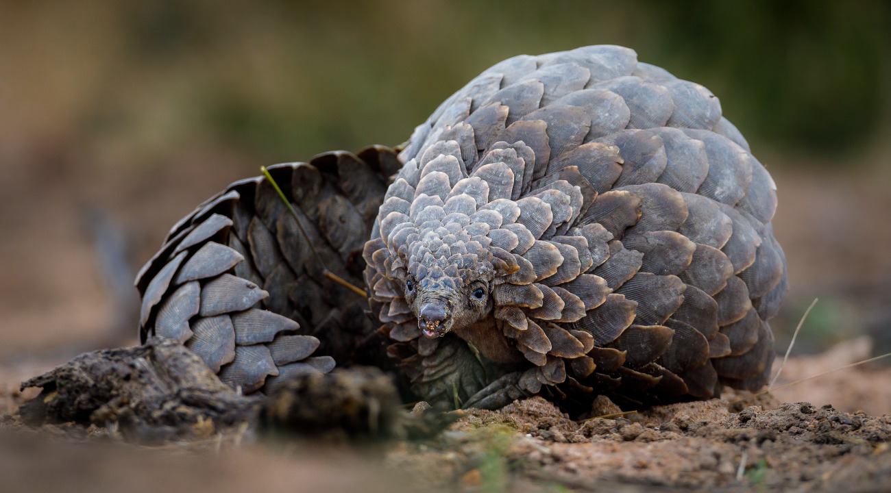 Pangolin curled up