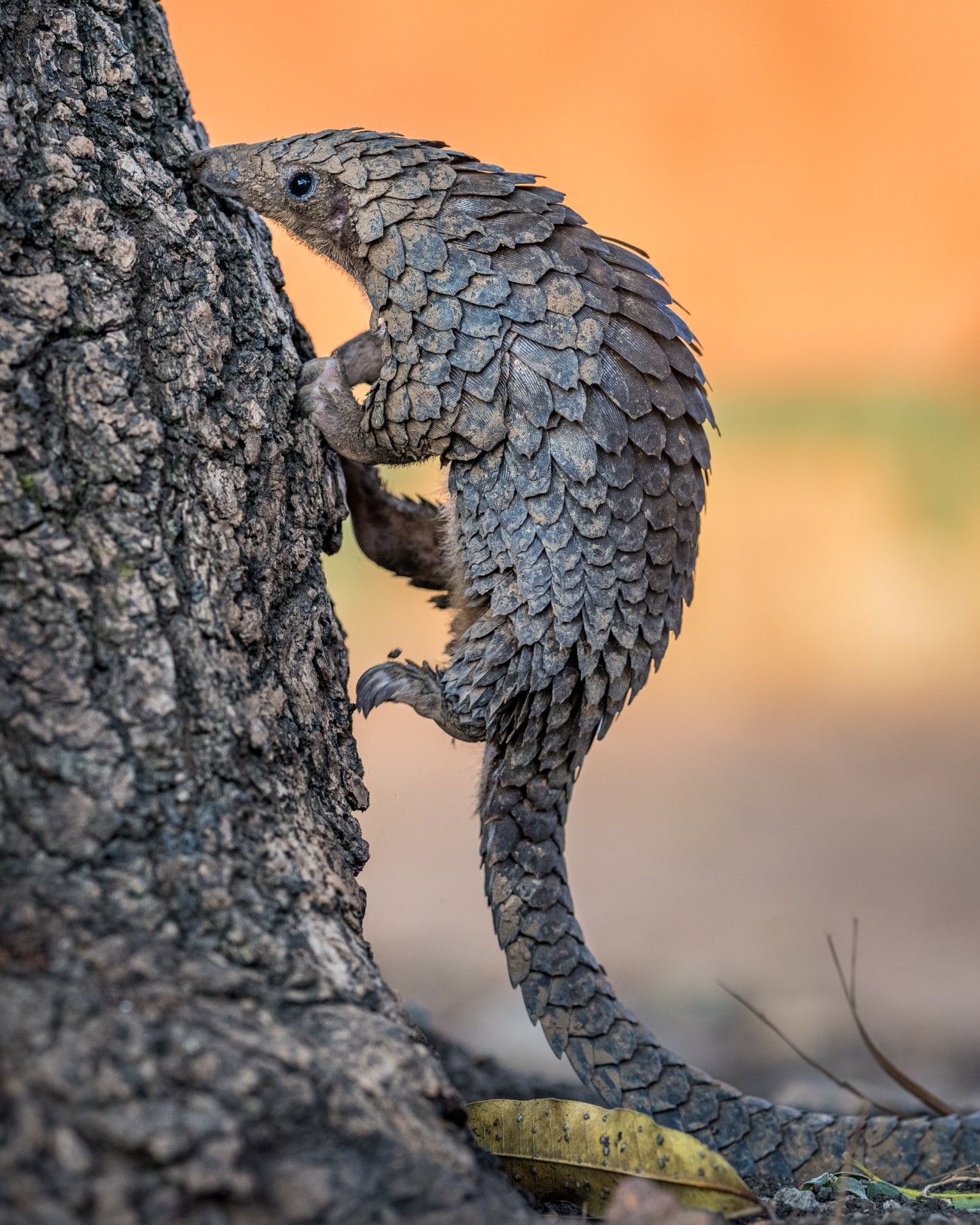 Pangolin in a tree