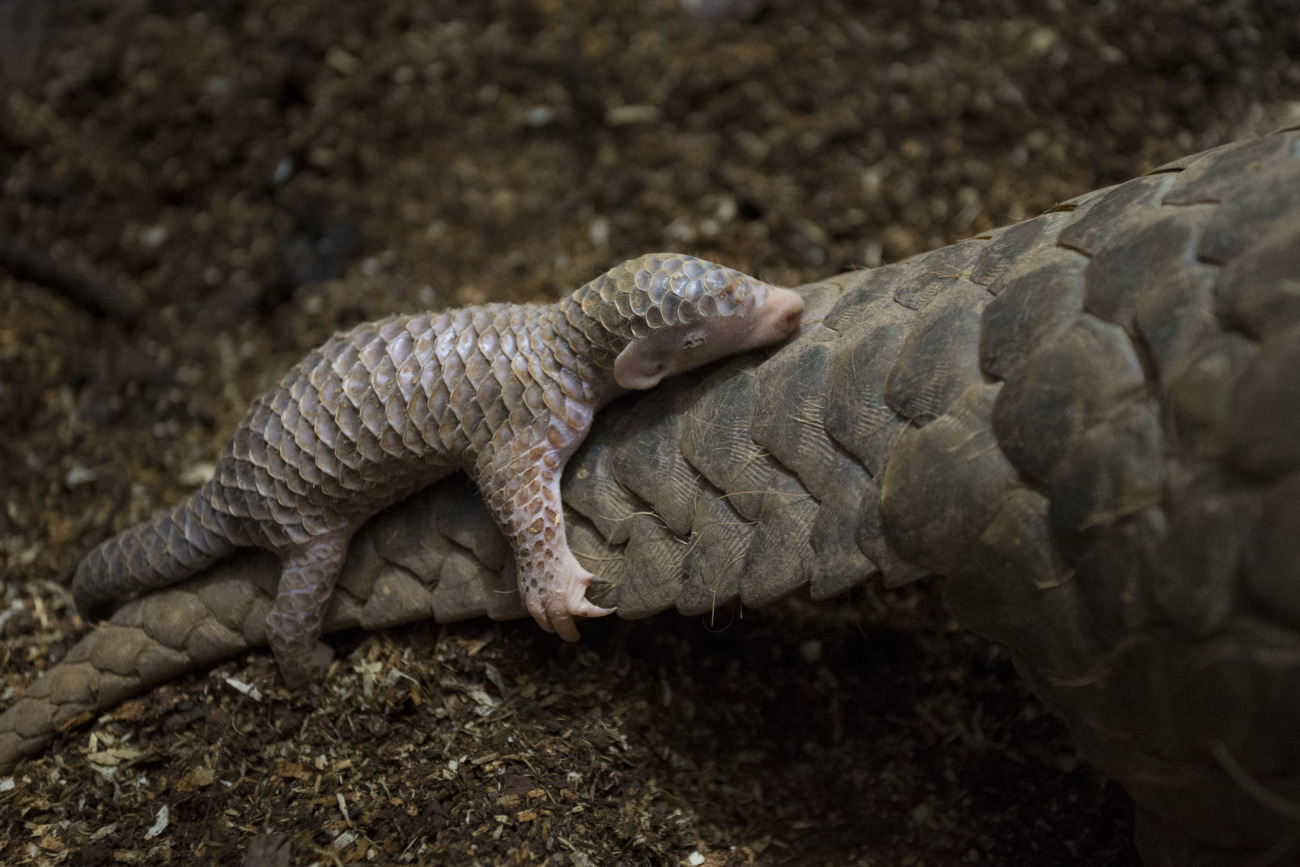Baby pangolin