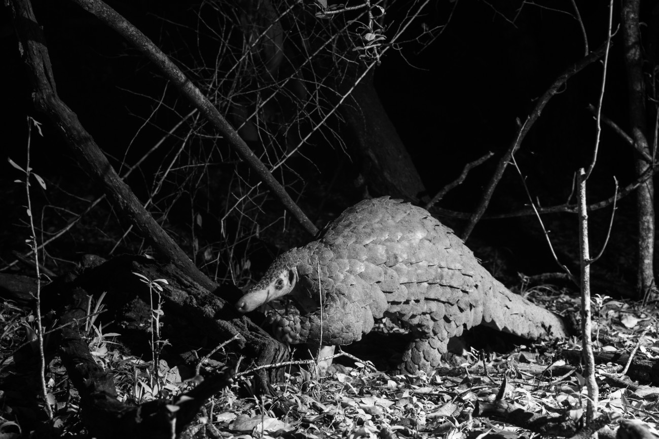 Pangolin on a camera trap