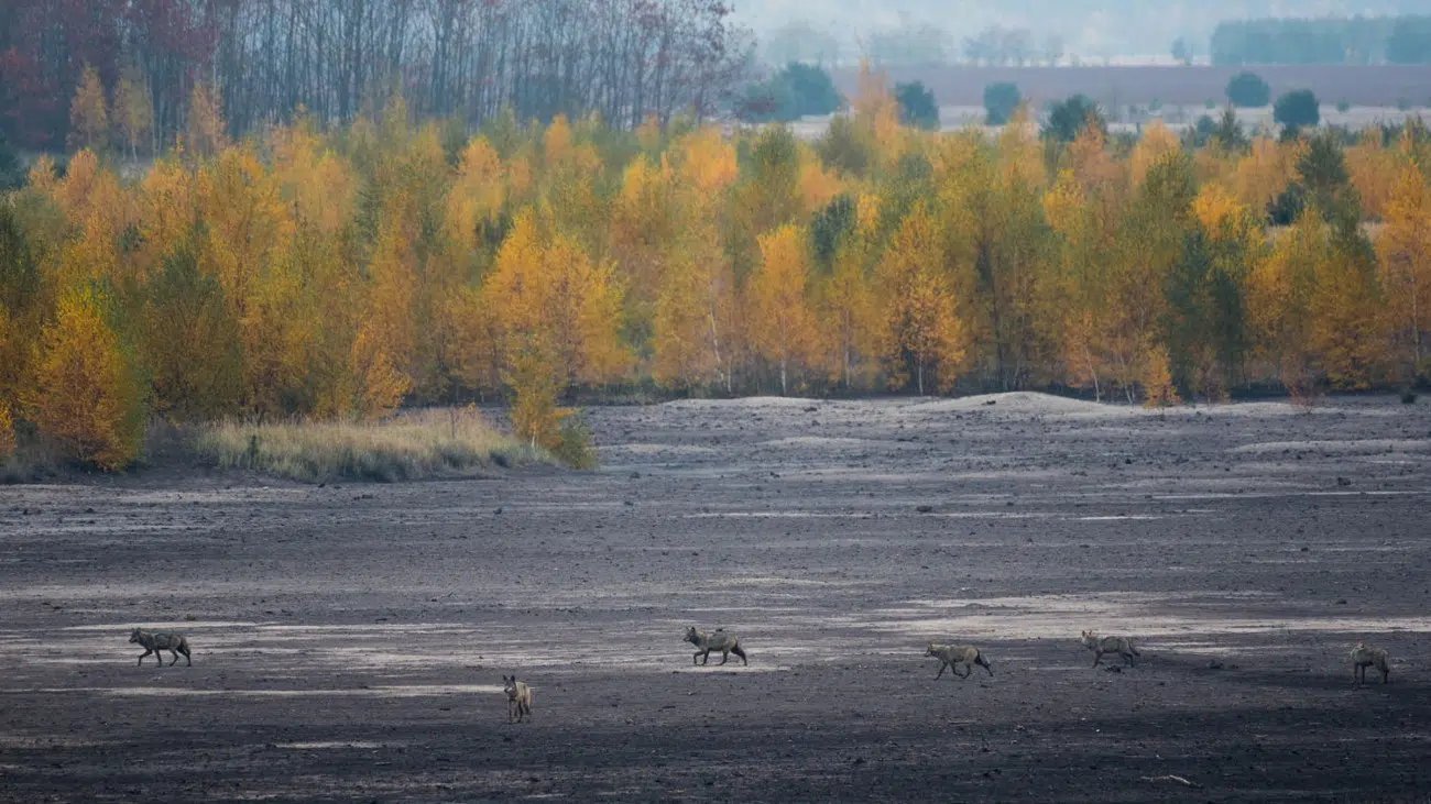 Land in eastern Germany rewilding after destruction by brown coal mining