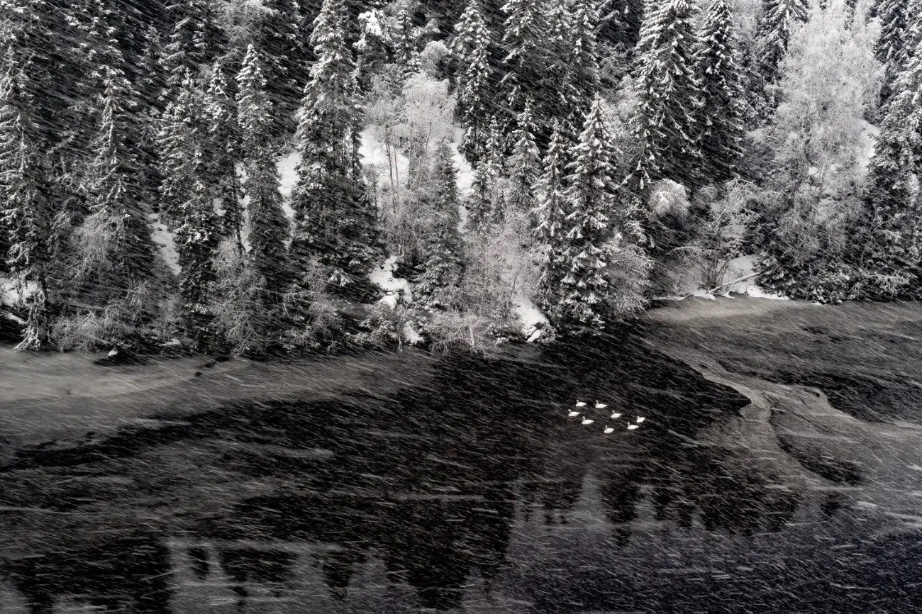 겨울 호수의 백조