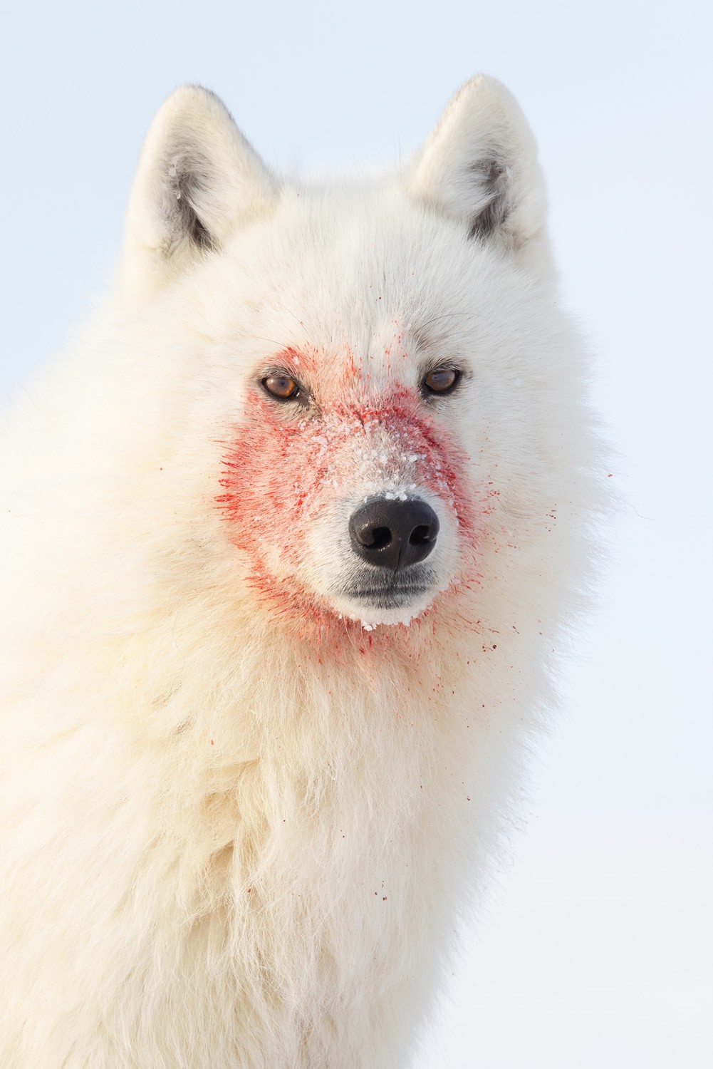 코에 피가 묻은 북극 늑대