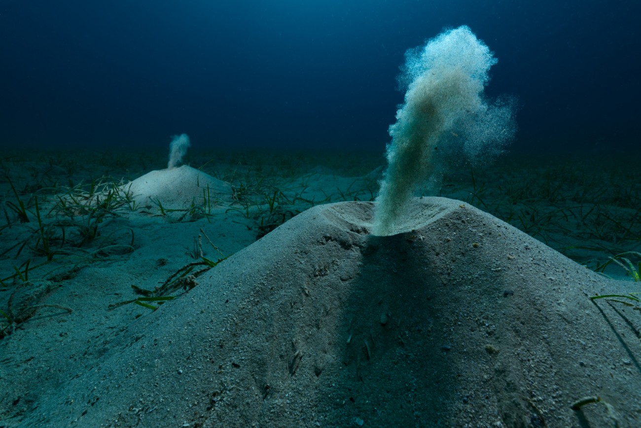 스페인 지중해 해초 초원에서 두 마리의 다모류 벌레가 굴에서 모래를 배출하고 있습니다.<BR>