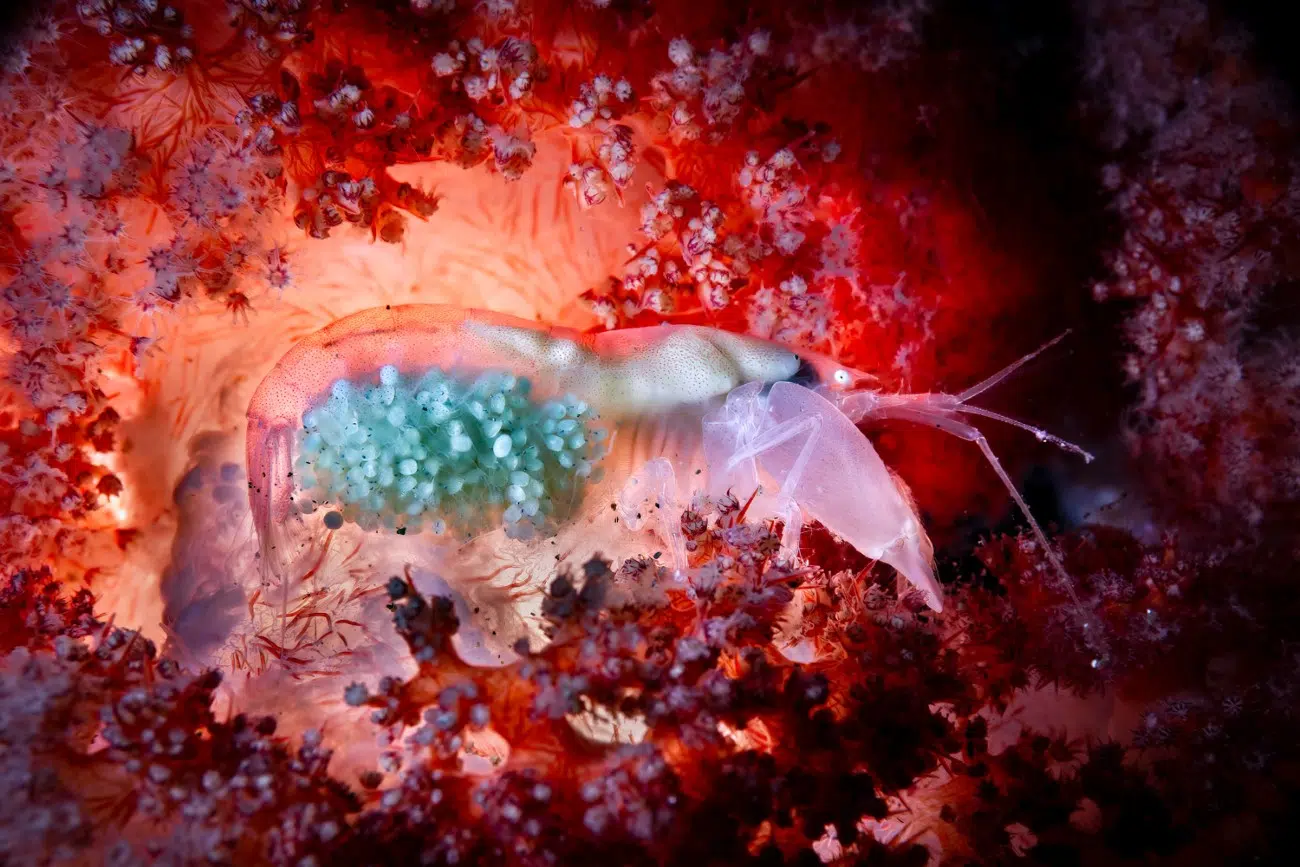 아닐라오 해안의 새우