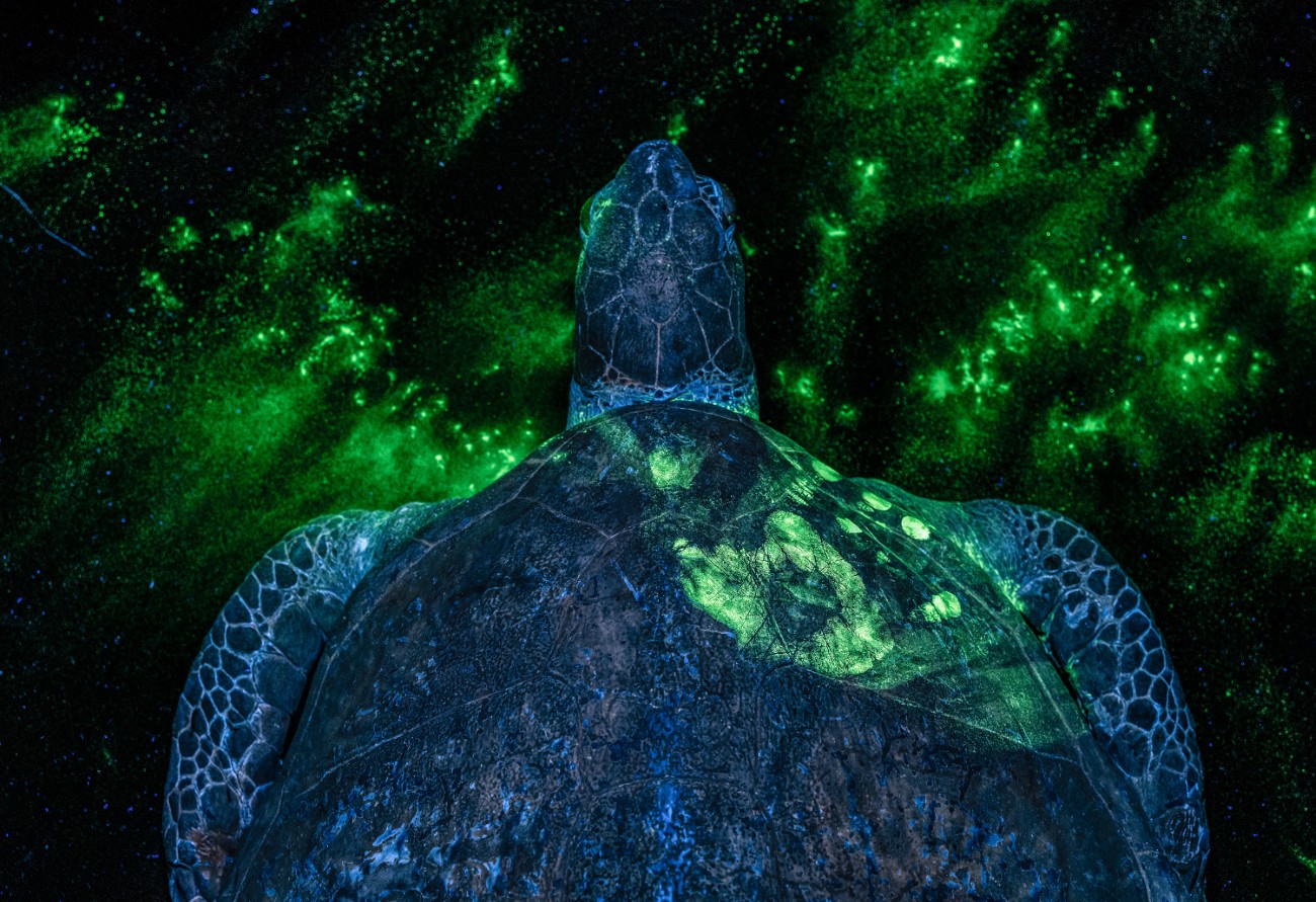 밀렵꾼 추적에 도움이 되는 녹색 바다거북의 형광 염료