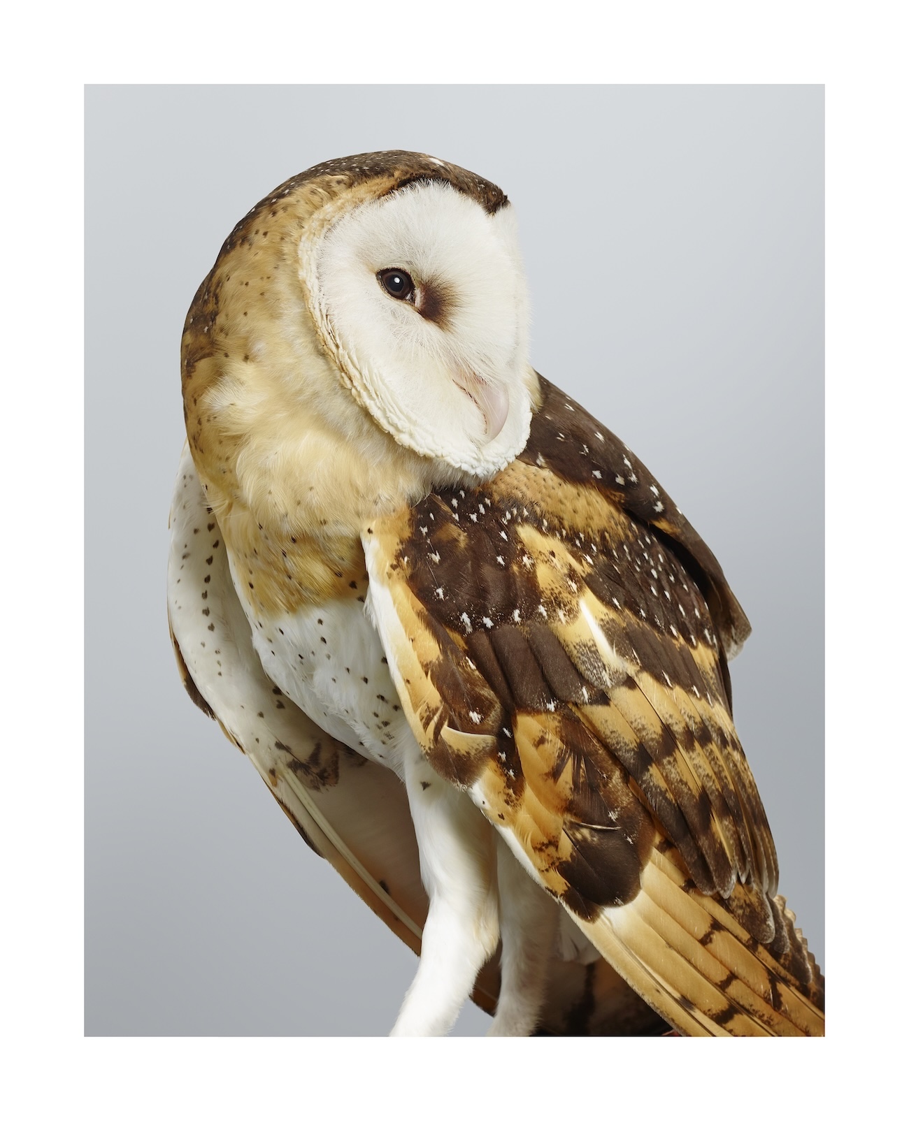 Aviary the Bird in Contemporary Photography