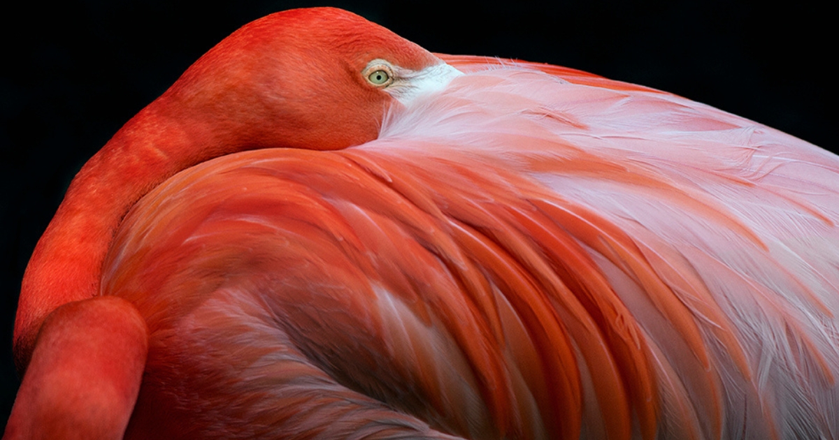 Expansive Photography Book Is a Contemporary Look at Over 200 of Our Feathered Friends