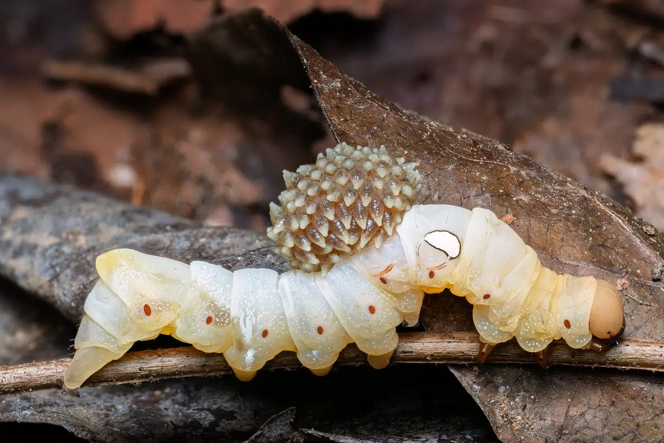올해의 클로즈업 사진작가 7 (2025)