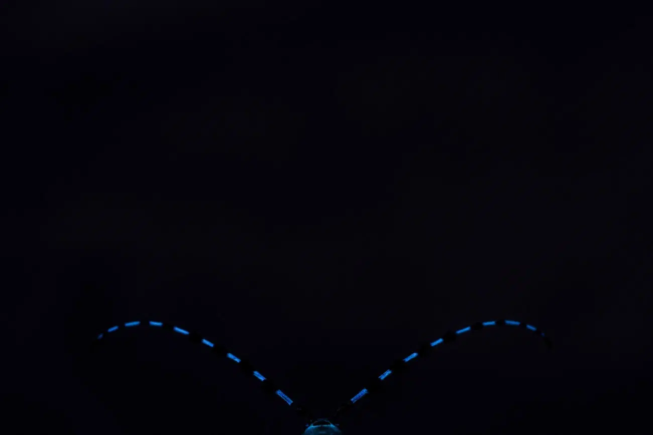 Antlers of the alpine longhorn beetle