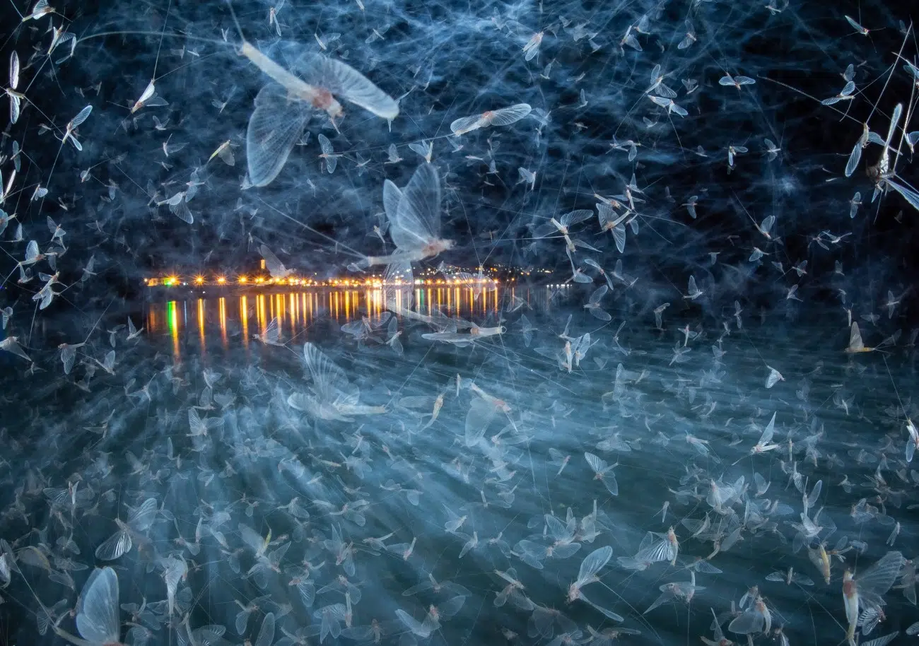 Danube mayfly flying around at night