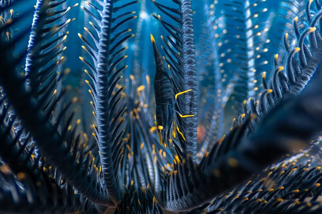 Crinoid shrimp (Laomenes amboinensis) in Bali