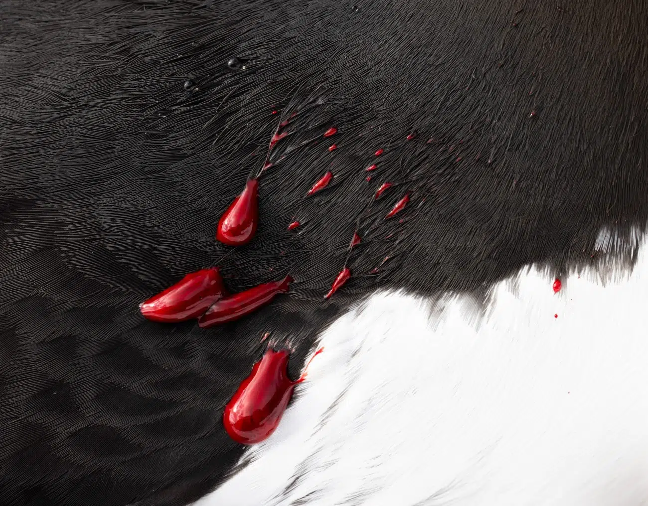 Blood on the fur of an injured guillemot