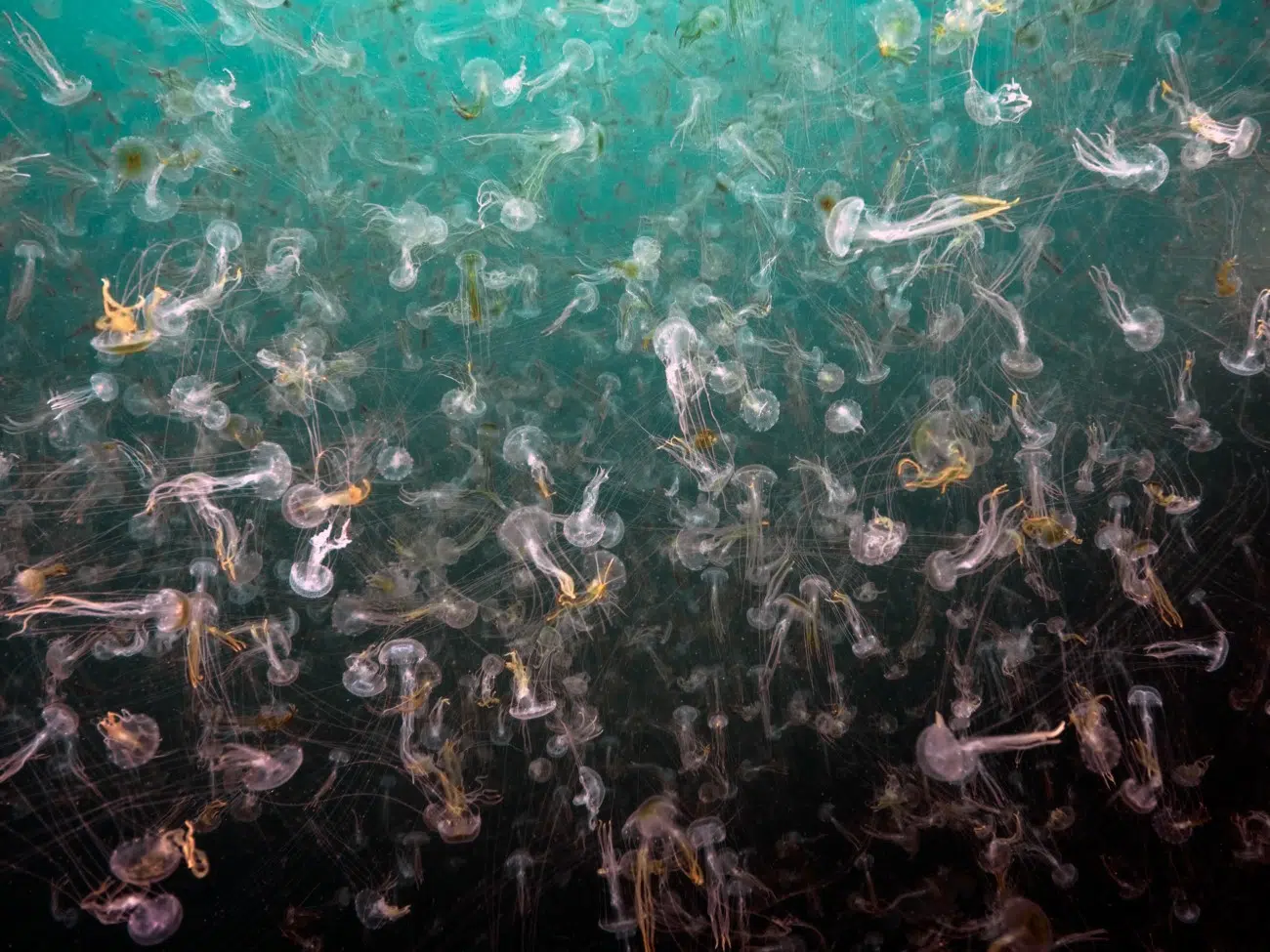 Mass aggregation of jellyfish from the Pelagiidae family (cf. Pelagia noctiluca or Sanderia malayensis) off an island in Indonesia