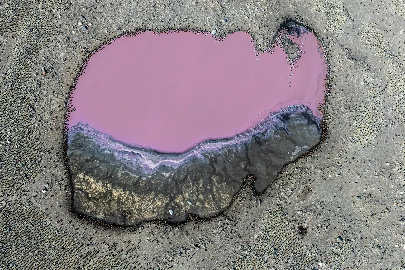 Pink pond surrounded by penguins