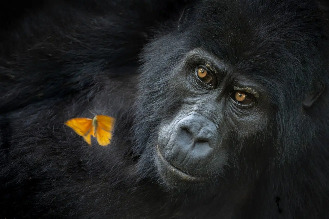 Butterfly going toward a gorilla