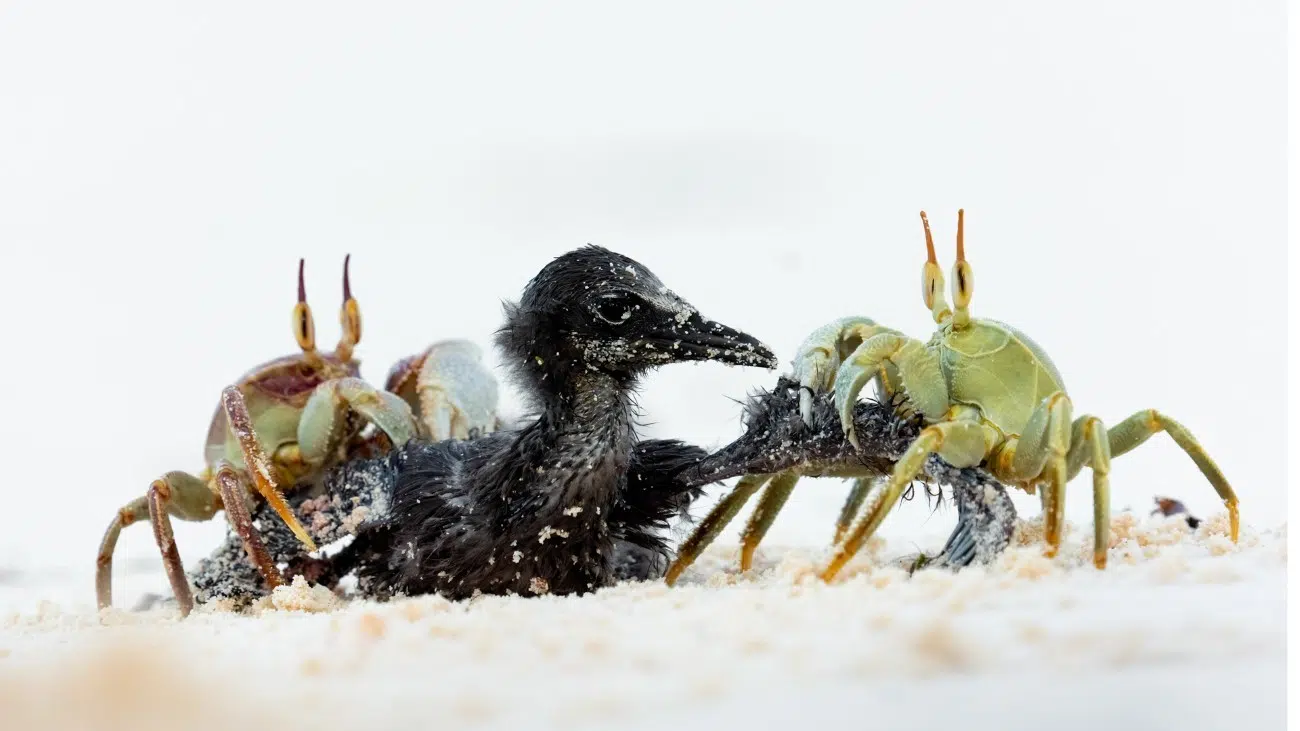 Crabs attaacking a baby tern