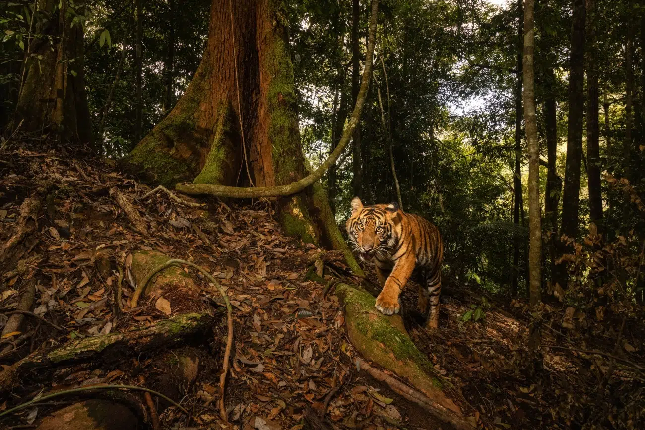Sumatran tiger (Panthera tigris sumatrae) in the jungle