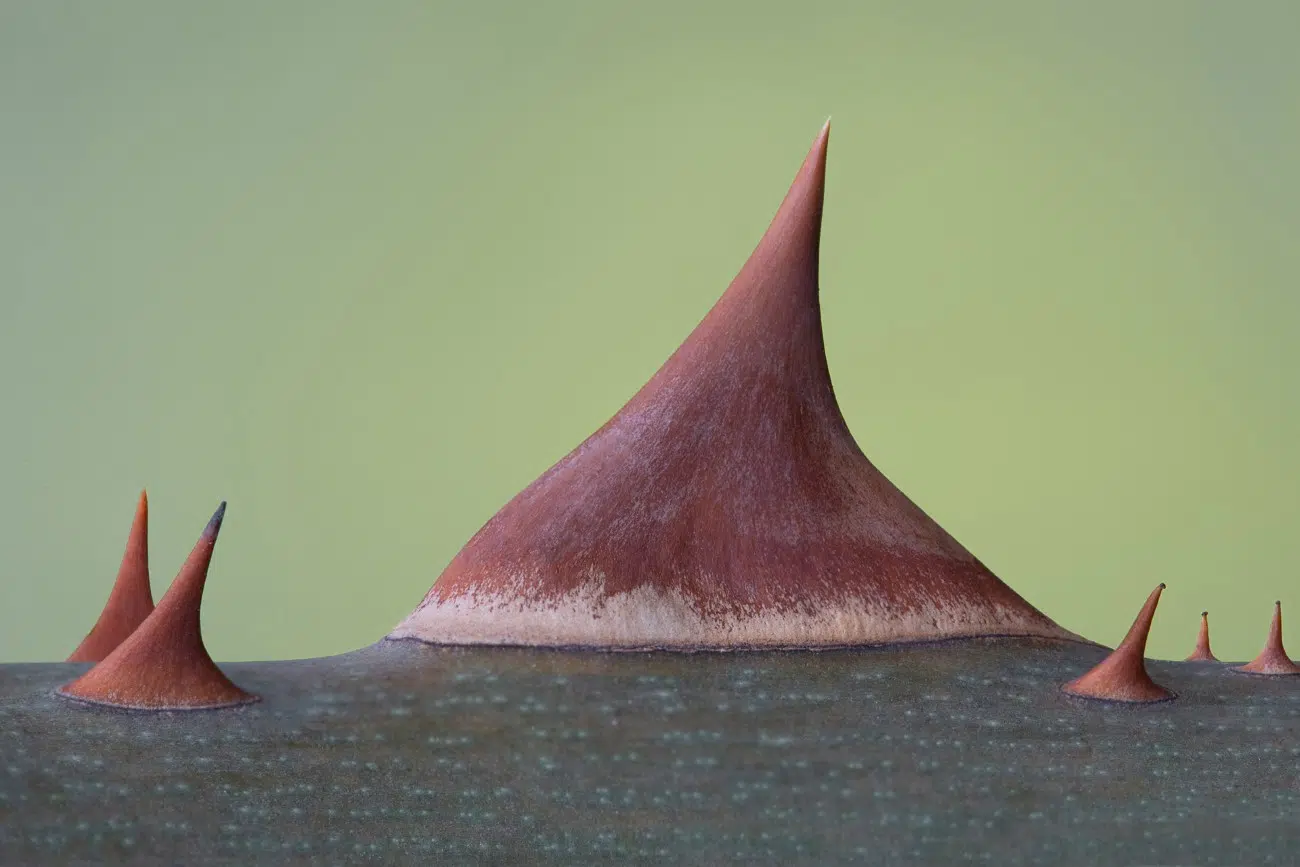 장미 가시의 클로즈업 사진