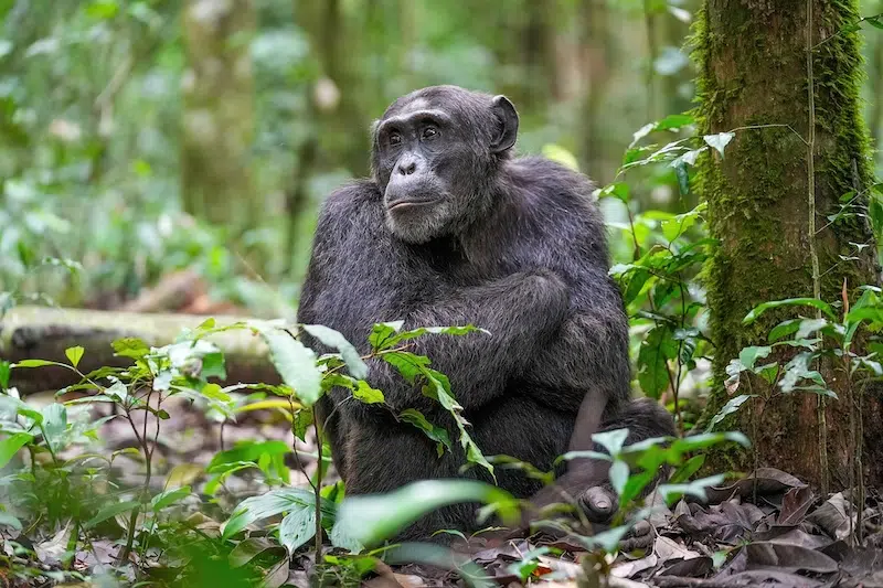 New Study Shows Chimps are Rational Thinkers