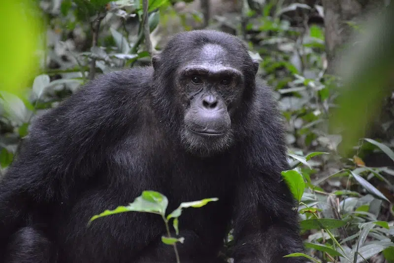 New Study Shows Chimps are Rational Thinkers