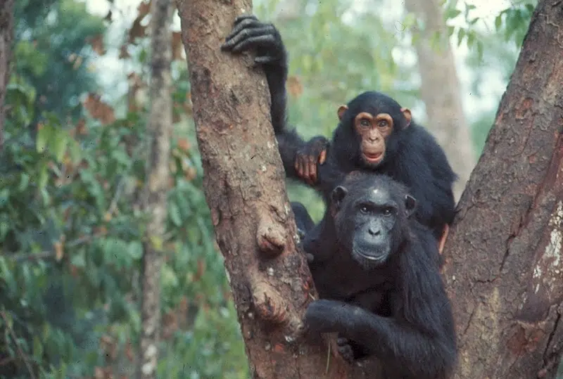 New Study Shows Chimps are Rational Thinkers
